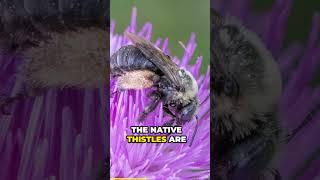 Native Thistles Loved by Bees, Birds, Butterflies!
