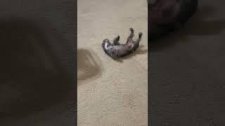 Funny dog video Mojo rolling around #funnyanimals #shorts #trending #trendingshorts #funny