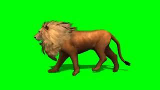 Green Screen Fast Walk LION 4K VIDEO