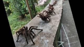 Lasiodora parahybana EPIC TRANSFORMATION.