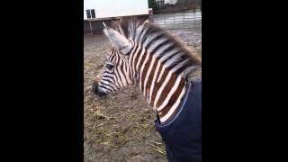 What does a zebra sound like - baby zebra calling out - animal sounds