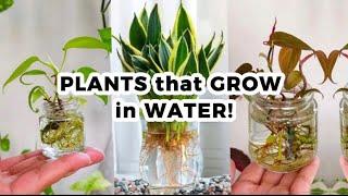 PLANTS THAT GROW IN WATER! #houseplants #plants