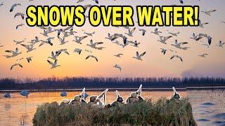 SMASHING Spring Snow Geese at the DIVE BOMB PROPERTY!!