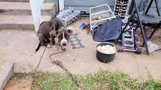 Spoiled rice and no water, chained dog fainted because Owner wanted to teach him a lesson