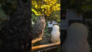 Owl  #owl #japan #owlcafe #fyp #pourtoi #chouette #hibou #animals #fun #フクロウ #shorts