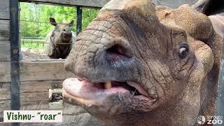 Rhino Vocalizations- Greater One-Horned Rhino And White Rhinos