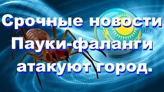 Горожане жалуются на большое количество пауков-фаланг которые пробираются в дома.