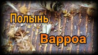 Полынь против клеща Варроа/Varroa destructor. Как я борюсь с клещем на пасеке