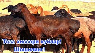 Тоза хисори куйлар! Арзон булди! Сотилиб кетган