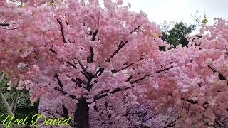 Cherry Blossom | Shatin Hongkong