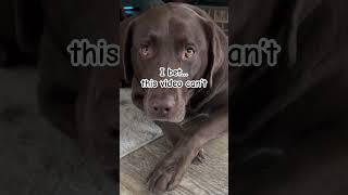 Let’s make it happen #funny #comedy #dogshorts #satsfyingvideo #sub #youtuber #labrador #petshub