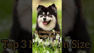 Top 3 Medium Size Dog Breed #doglover #shorts