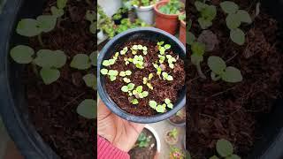 after 1week  #gardening #youtubeshorts #shriyagardencreative