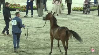 N 17 LUJAIN BARADA   ERAB Arabian Horse International Show 2024   Filly Foals Class 1A