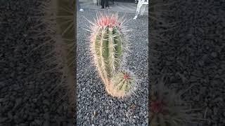 Scary Cactus!