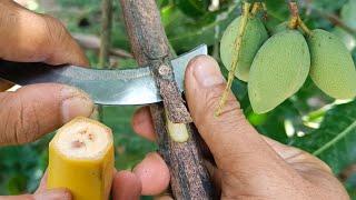 Amazing, Creative bud grafting mango trees with banana | Fruit tree grafting skill