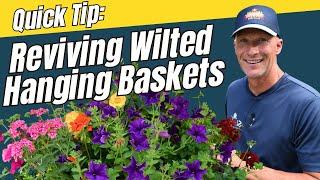Reviving Wilted Hanging Baskets: Expert Tips and Tricks