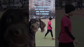 Когда тренер на тебя долго смотрит #футбол #odessa #football #odyssey #confuseddog