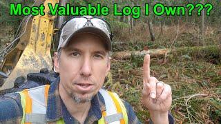 Most Valuable Wood & Logs On My Property