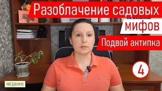 Разоблачаем садовые мифы. Миф 4: подвой антипка