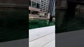 #chicago #river #sightseeing #travel #shorts #reels #trend  #windycity