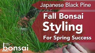 Bonsai Styling of Japanese Black Pine - Year Three