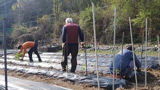 The beginning of a year of exciting farming~! Planting various seedlings (Korean countryside life)