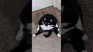 funny animal videos that i found for you #51