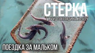 Еду за мальком СТЕРКА ( гибрид самки стерляди и самца калуги).