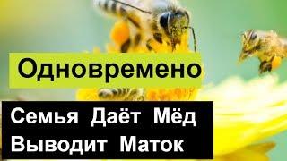 №92 Семья Даёт Мёд и Выводит Маток.Провереный Опыт. Пчеловодство. Пасека.