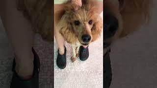 Adorable Pup Mastering Footsie Trick #dogtricks #fok #cutedogs #ilovemydog