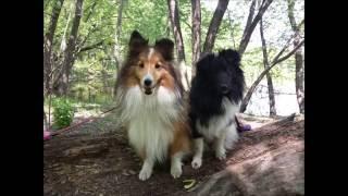 Dog Training Using Recallers Games is Fun & Rewarding