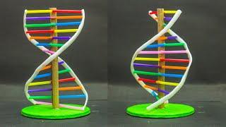 School Science Projects | DNA Model