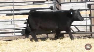 Fillmore Cattle Tag 951
