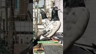 VIRAL #shorts #viralvideo ️ #trending #subscribe #viralvideo @sunny.pigeon ️