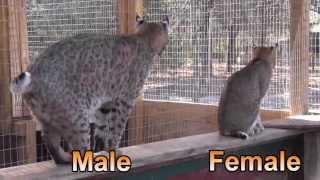 Urban Bobcats - Texas Wildlife Diversity Program