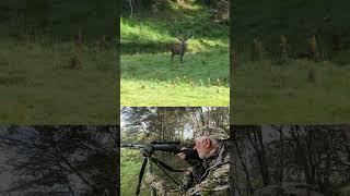 STAG DOWN #hunting#newzealand#redstag