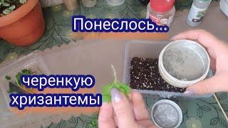 Хризантема мультифлора. Черенкование хризантемы.