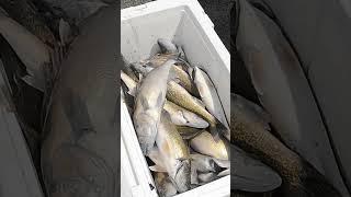 Harvest day - 5 man limit on Lake Erie #walleye #catchandcook #lakeerie #walleyefishing #harvest