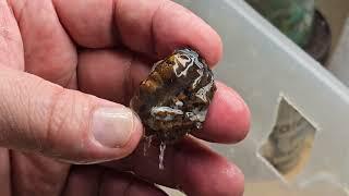 Fire Agate Mark contour carving a Deer Creek stone beginning to end ~ part 1 of 3