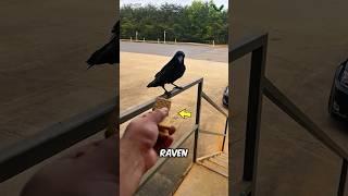 史上最も賢い鳥？このカラスを見てください！