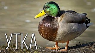 Ducks: Feathered Swimmers | Interesting facts about ducks