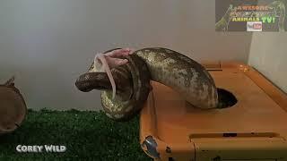 SNAKES VS RATS  BIG PYTHONS SMASH RODENTS  FEEDING SNAKES #24