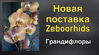 Грандифлоры - орхидеи с цветком от 10-ти сантиметров! ️‍