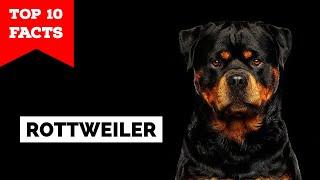 Rottweiler - Top 10 Facts