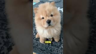 Meet the Chow Chow #funny #funnyanimal #dog #cute #animals