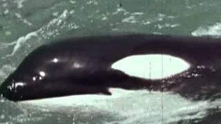 Marine Biology Research - Original Shamu and Kilroy