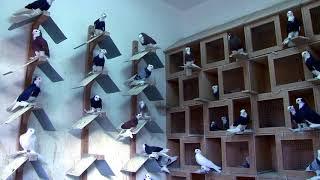 Голуби Касымова.  Местные летно-игровые голуби ( pigeons),  Худжанд , Таджикистан 2021г.