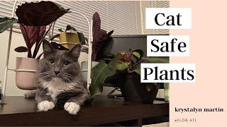 Cat Safe Plants | Plants that are NON-Toxic to cats