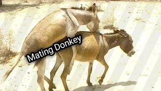 donkey mating season